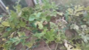 Созрел арбуз в теплице,дозревают помидорки, а огурцы решили еще раз дать завязи и плоды