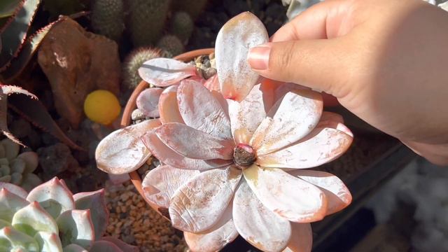 Laui problems!! смотреть онлайн