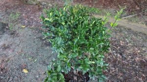 Ligustrum Recurvifolium is the make your neighbor go away plant