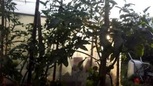 Кечкемети юбилейные