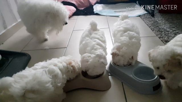 Bichon Frise Поведение щенков утром. Бишоны проснулись. Надо подкрепиться 😊