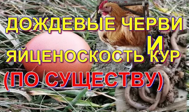 ДОЖДЕВЫЕ ЧЕРВИ И ЯЙЦЕНОСКОСТЬ КУР (ПО СУЩЕСТВУ) Для тех кто говорит что такого не бывает