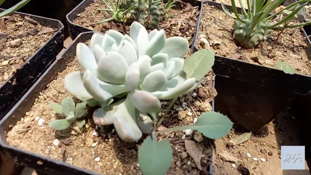 Mini tour por un vivero de Guatemala 🇬🇹 //Jolujim - #minitourvivero смотреть онлайн