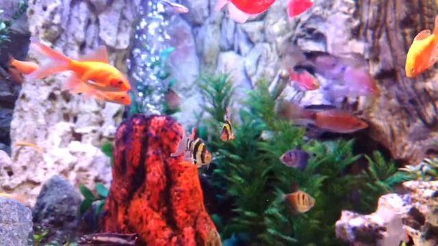 Барбус Суматранский зелёный Гло вуалевый смотреть онлайн