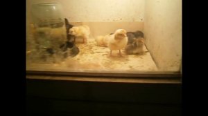 Как вырастить осенних цыплят и зачем это надо!