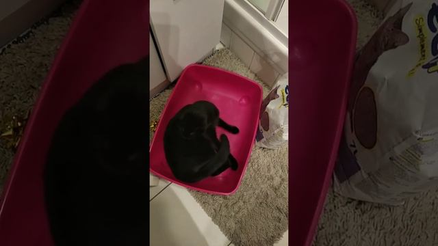 кошачий стипдэнс смотреть онлайн