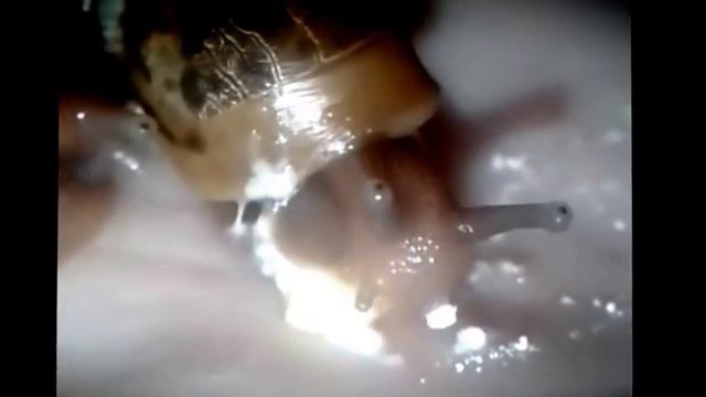 улитка ахатин фулика кушает смотреть онлайн