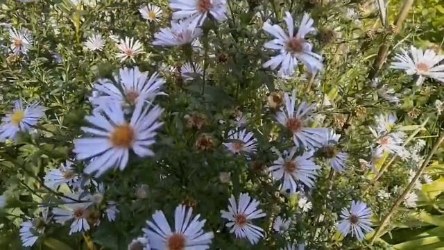 Астра новобельгийская. Красивая декоративная культура. смотреть онлайн