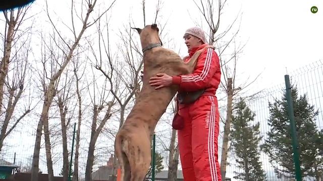 ТОП 5 Самых БОЛЬШИХ пород собак