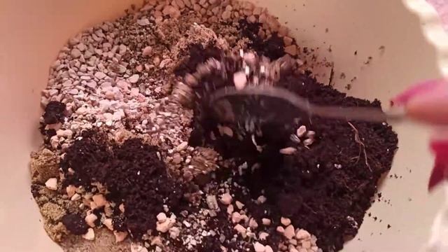 Грунт для посева суккулентов и кактусов смотреть онлайн