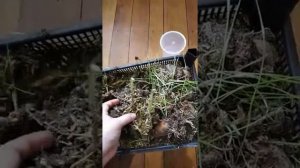 эксперимент. Картофель из ростков. Украина. Сарпо Мира. 2021. част 1