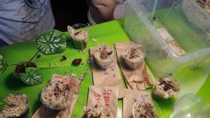 Клубни каладиума, как я их сажаю