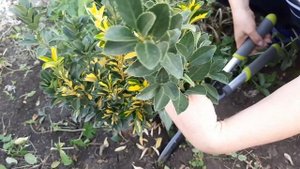 ПОДГОТОВКА К ЗИМЕ//обрезка и черенкование лаванды в грунт//