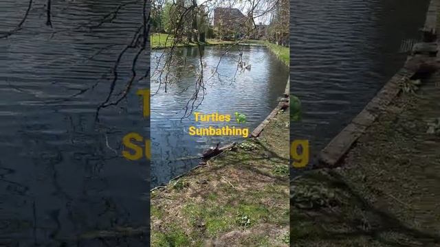 Turtle Sunbathing |KU Leuven Campus Arenberg | Muhammad Afsar Raza