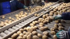 Переборка картофеля. Инспекционный стол