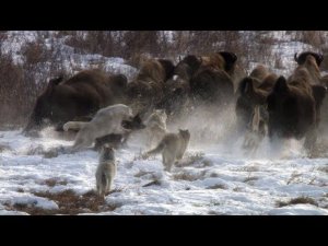 Волки против зубров. [Чернобыльская зона]