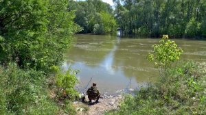 Жерех  Что за рыба Почему называют ее конём