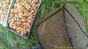 Мой способ бланшировки грибов.