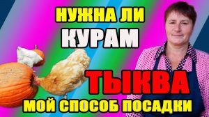 Нужна ли курам ТЫКВА, мой способ посадки тыквы.