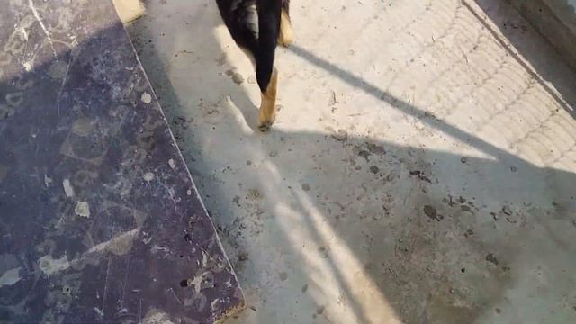 Вольер для собак|Немецкие овчарки смотреть онлайн