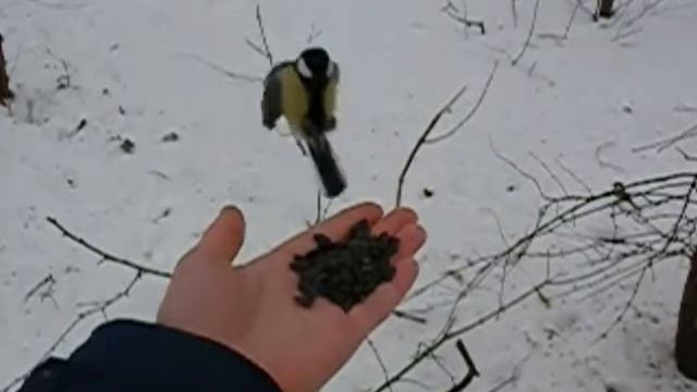 Синица ест с руки. Замедленное видео. смотреть онлайн