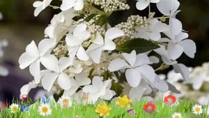 Гортензия метельчатая Левана ? Обзор: посадка и уход. крупномеры гортензии: описание и особенности