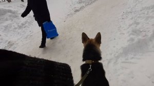 Особенности породы вео - восточно-европейской овчарки