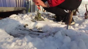 Лапчатка и Наперстянка сеем под зиму