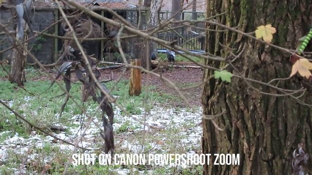 First look at Canon PowerShot ZOOM смотреть онлайн