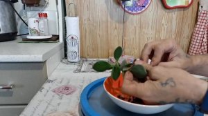 8.Бонсай маме из денежного дерева.mp4