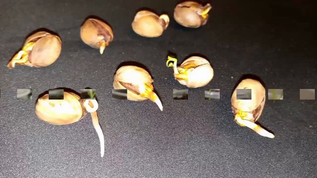 Фисташка Акбари на 12 день. Семена и саженцы иранской фисташки | Small Gardens смотреть онлайн