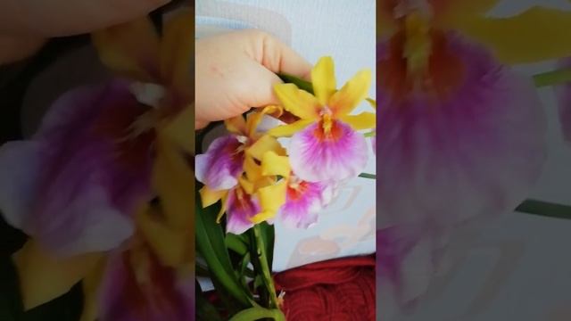 Miltonia sunset Мильтония Сансет смотреть онлайн