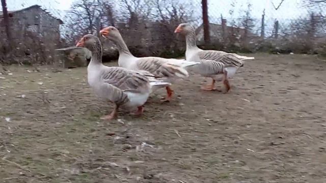 Тульские бойцовые (горьковские) гуси хозяйства Камчатного смотреть онлайн