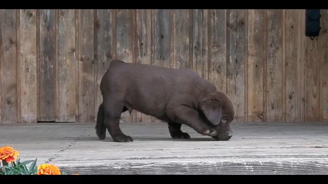 Шоколадный кобель щенок, петербургский питомник лабрадоров смотреть онлайн