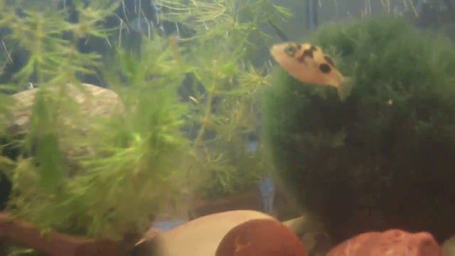 сомик- прилипало и карликовые тетрадоны смотреть онлайн