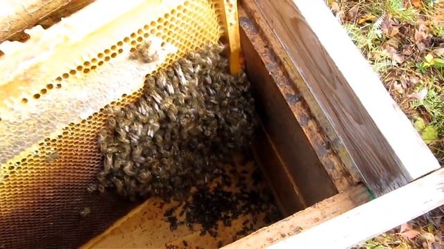 НОВИЧКАМ ! СЛАБЫЕ ПЧЕЛОСЕМЬИ НА ЗИМОВКУ В ПОДПОЛ смотреть онлайн