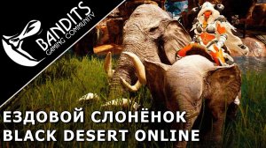 Как получить ездового слоненка в Black Desert Online