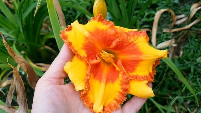 Лилейник Spacecoast Ojo Rojo 2 2019 смотреть онлайн