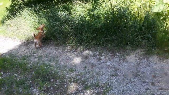 Краматорск цветёт акация 31.05.2022г. смотреть онлайн