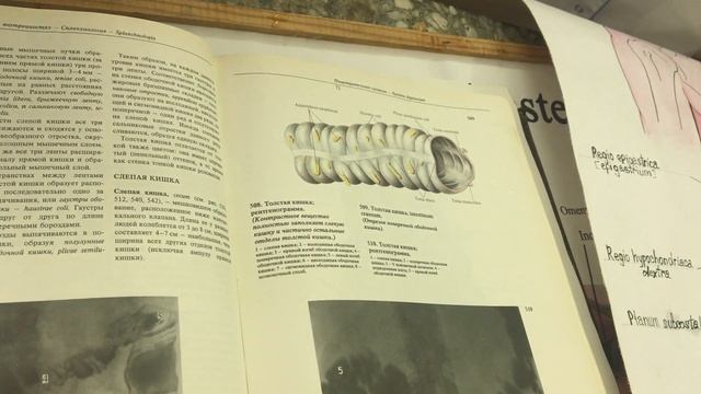 Тощая кишка. Подвздошная кишка. Ободочная кишка. Прямая кишка.#анатомия#аппендикс
