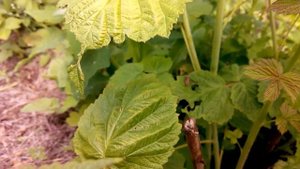 Как долго растёт и плодоносит малина на одном месте