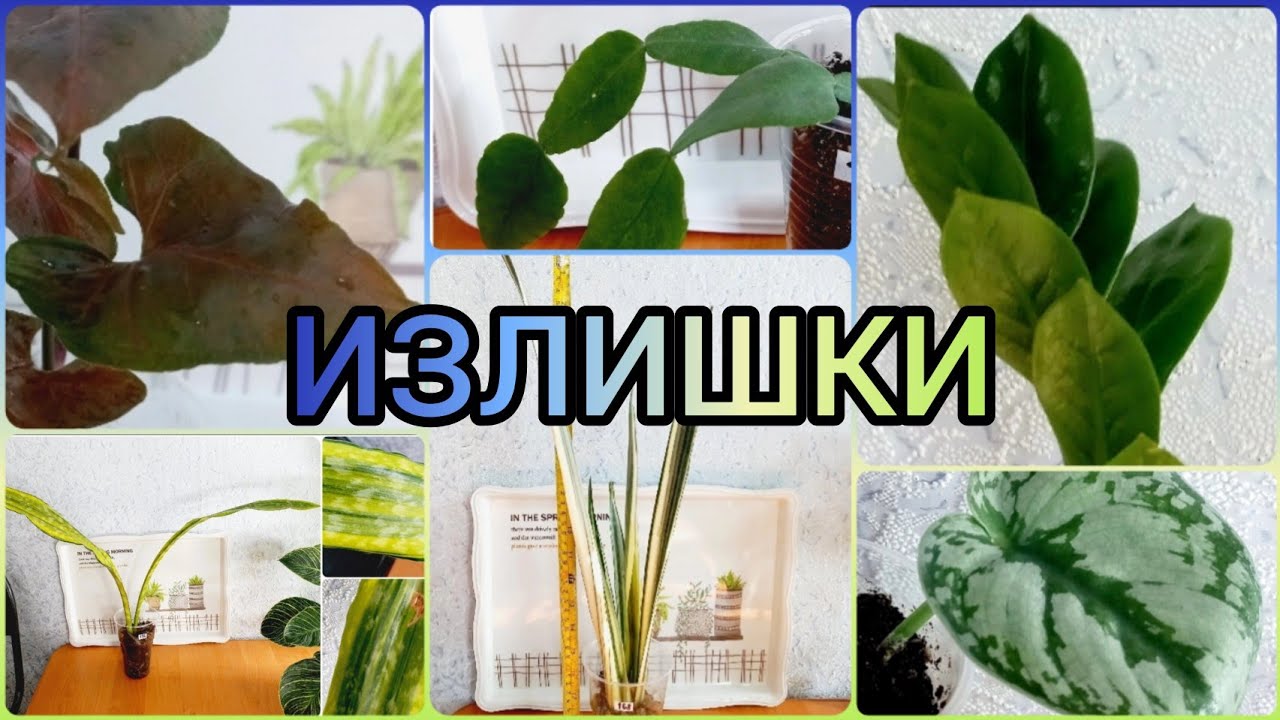 11.05.23 #Растения почтой?Сансевиерии?Сингониумы?Эпипремнум?Сциндапсус #Липецк #цветы #купить