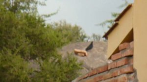 Stoeger X50 vs Pichon