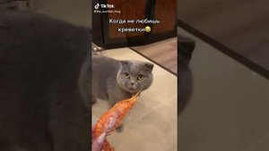 Как правильно пукать, кот - боксер и многое другое, очень смешная нарезка