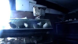 Во сколько начинают нестись перепела. Получили Вид на жительство