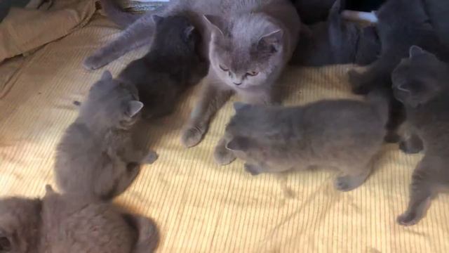 Британские котята. 3 недели