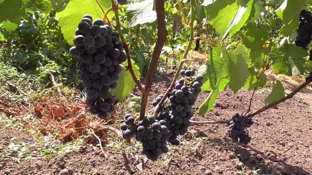 Голубок -  технический сорт винограда раннесреднего срока созревания (125-130 дней ). смотреть онлайн