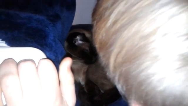 Кот кастрат смотреть онлайн