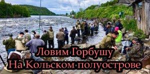 Ловим Горбушу на Кольском полуострове