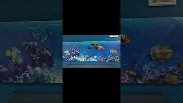 Выставка ракушек.#ракушки#лазаревское